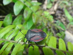 Image of <i>Brachystethus tricolor</i>