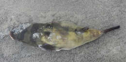 Image of Banded Puffer