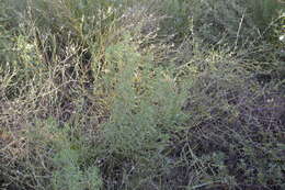 Image of narrowleaf marsh elder