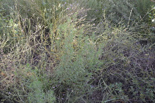 Image of Pensacola marsh elder