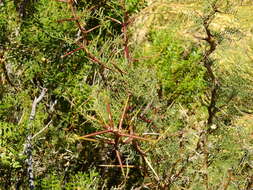 Image of Prosopis flexuosa var. depressa F. A. Roig