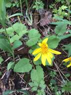 Image of heartleaf arnica