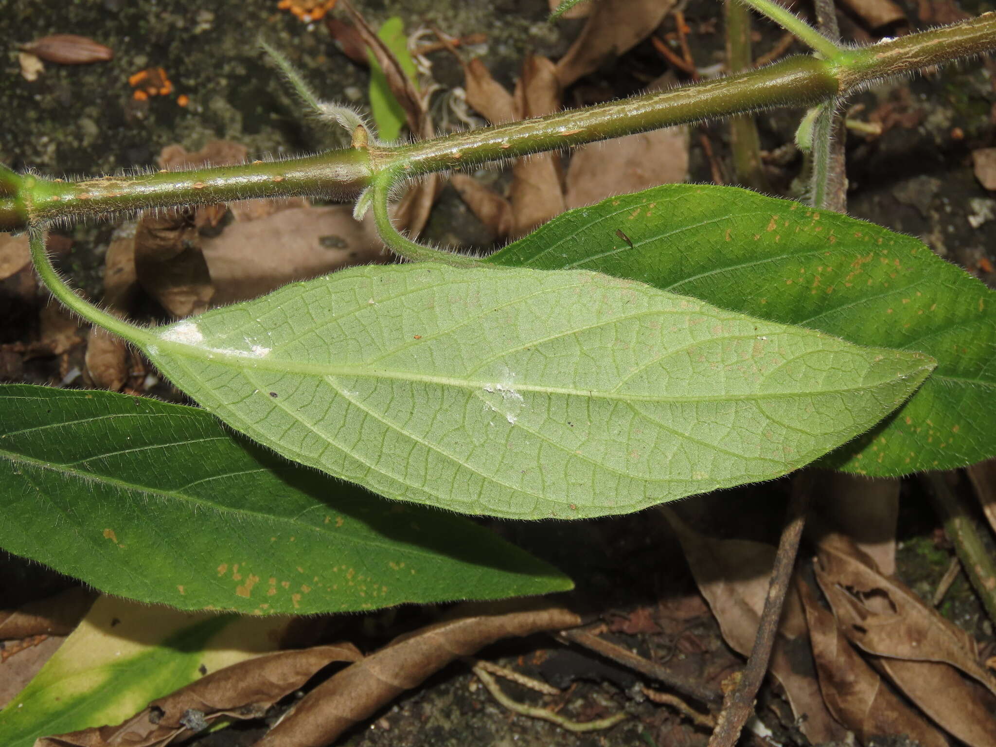 Imagem de Ruellia longepetiolata (Oerst.) Hemsl.