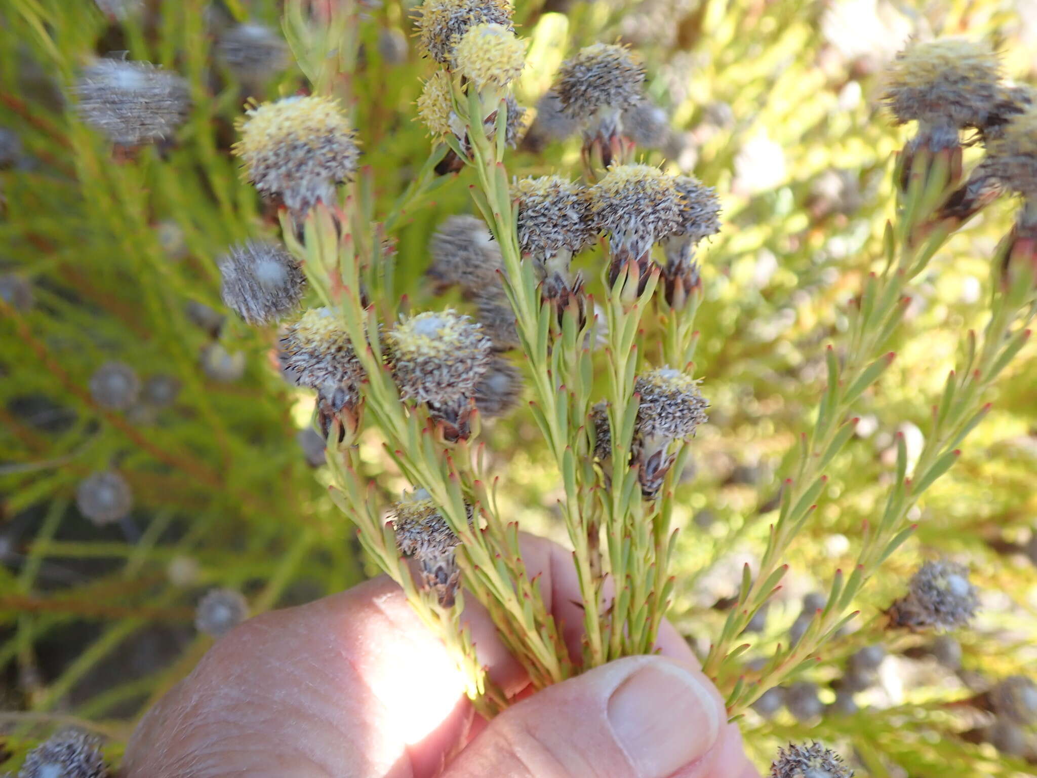 Plancia ëd Leucadendron linifolium (Jacq.) R. Br.