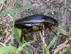 Image of Understriped Diving Beetle