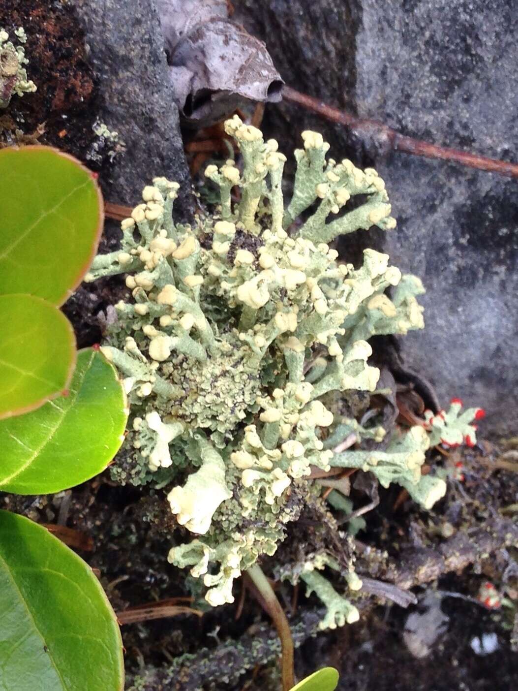 Image of cup lichen