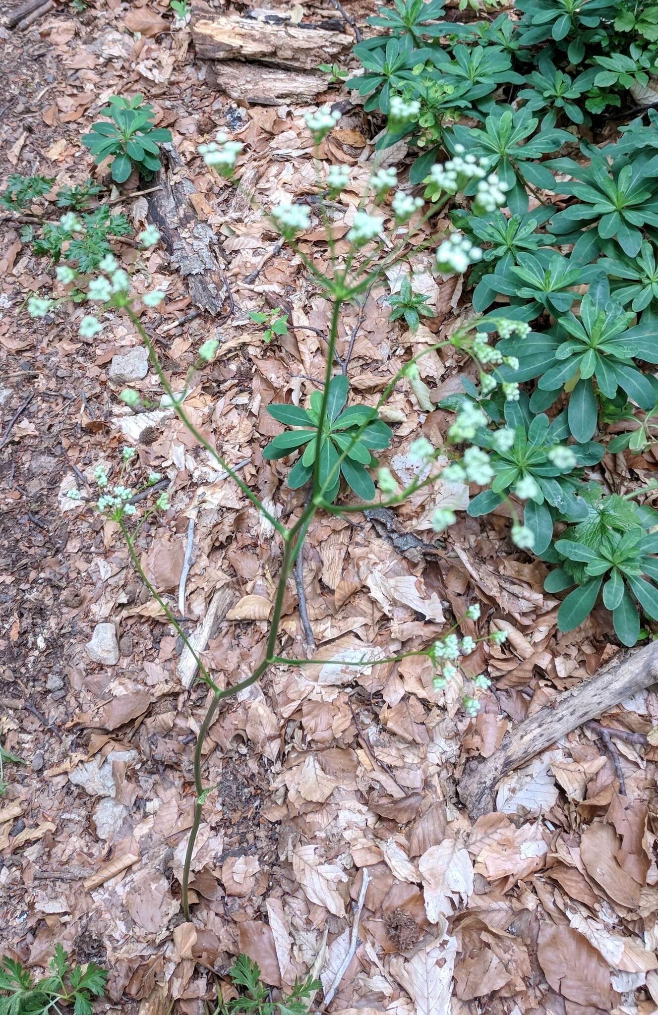 Image of Physospermum cornubiense (L.) DC.