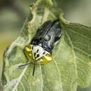 Plancia ëd Physonota puncticollis Borowiec 1995