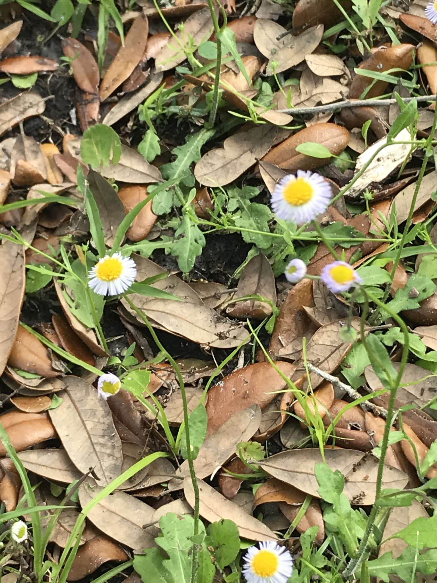 Image of Oak-Leaf Fleabane