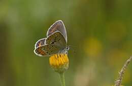 Imagem de Plebejus argyrognomon (Bergsträsser (1779))