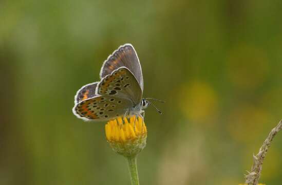 Image of Plebejus argyrognomon (Bergsträsser (1779))