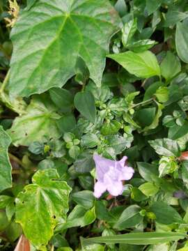 Image of Strobilanthes rankanensis Hayata