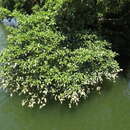 Sivun Ficus adenosperma Miq. kuva