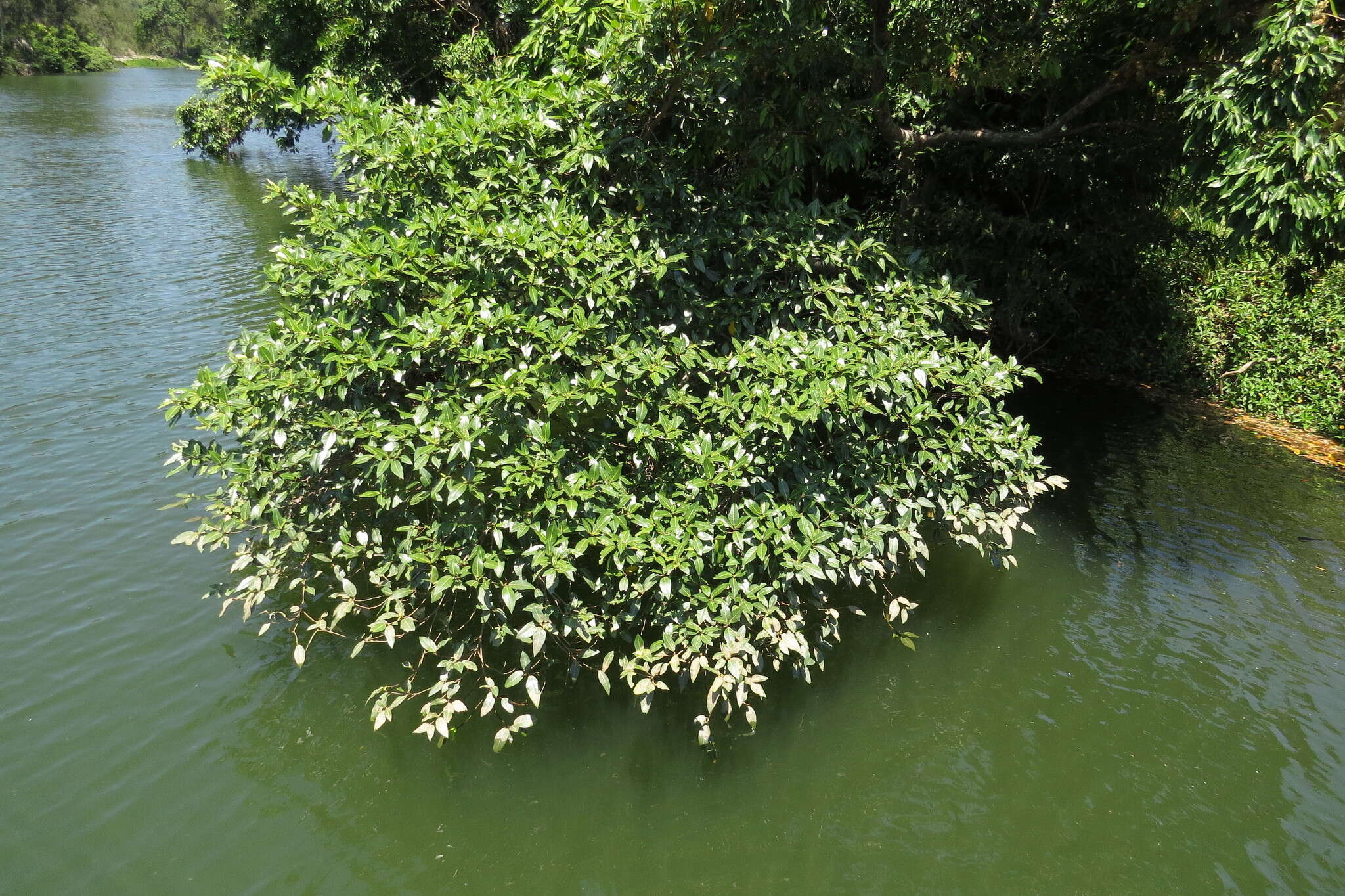 Image of Ficus adenosperma Miq.