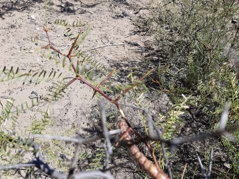 صورة Prosopis flexuosa var. depressa F. A. Roig