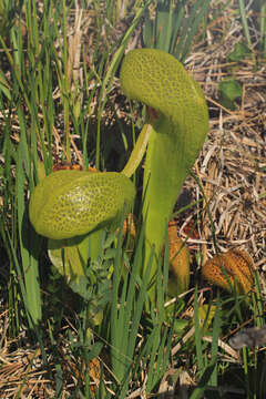 Image of California Pitcher Plant