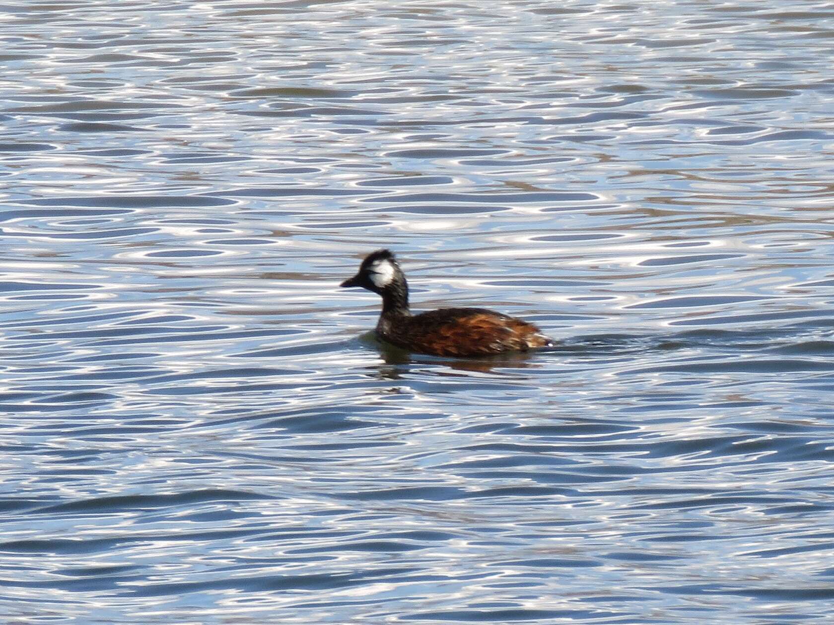 Image of White-tufted Grebe