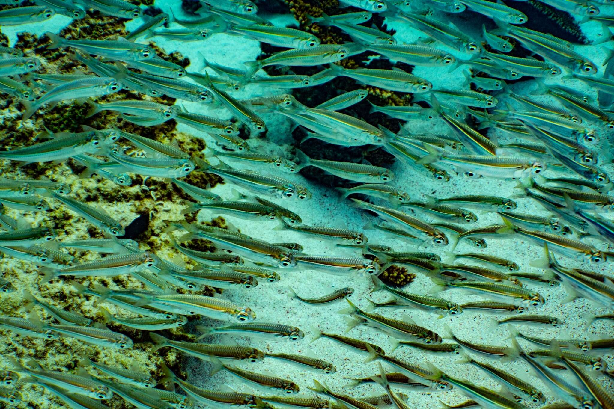 Image of Common hardyhead