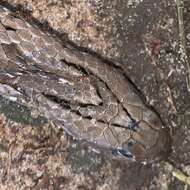 Image of Spotted Night Adder