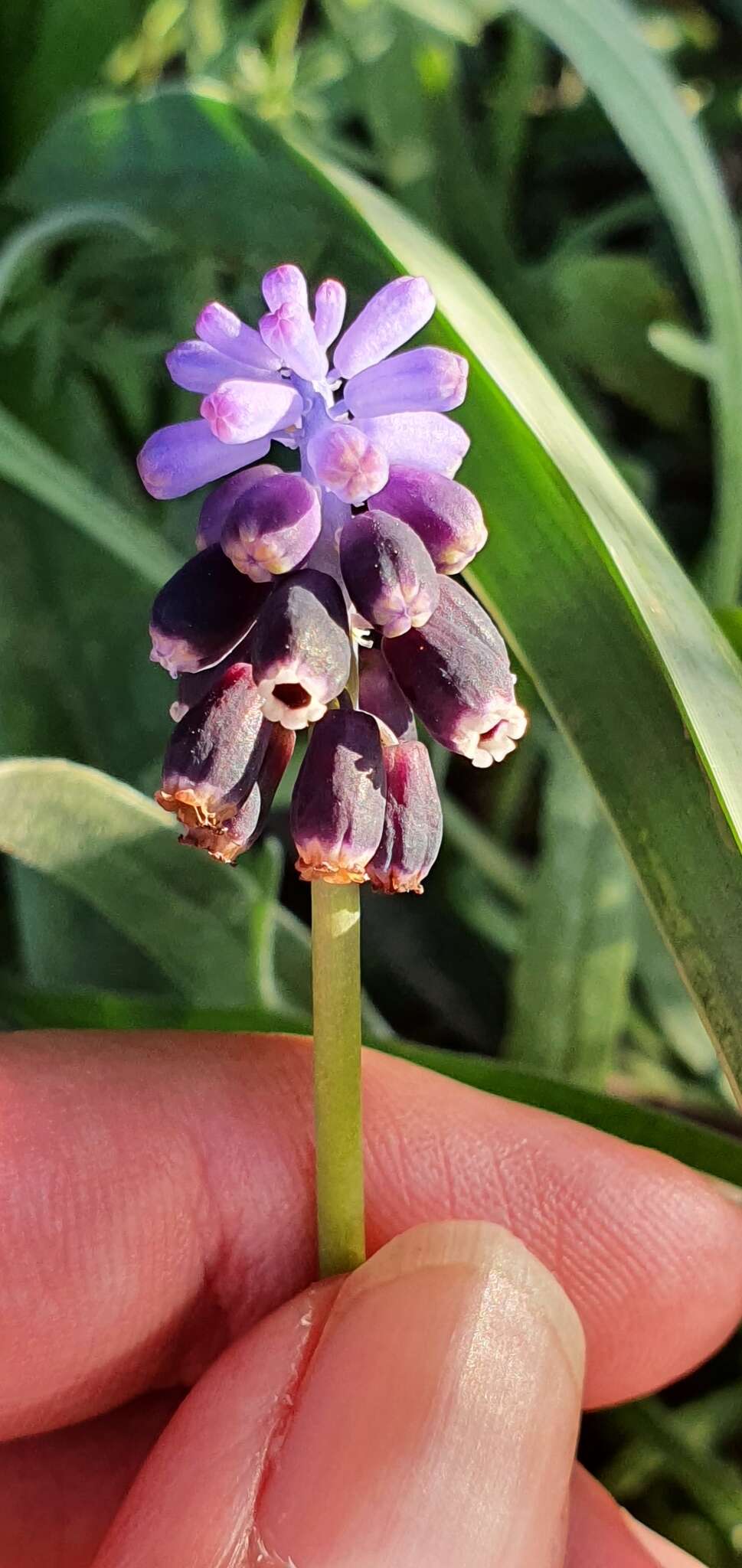 Image of Muscari baeticum Blanca, Ruíz Rejón & Suár.-Sant.