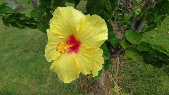 Image of China rose