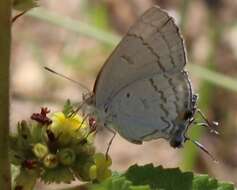 Imagem de Hypolycaena philippus philippus