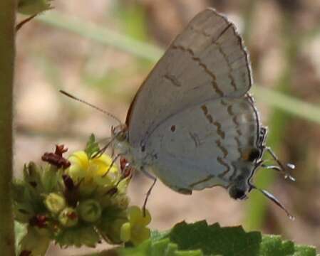 Слика од Hypolycaena philippus philippus