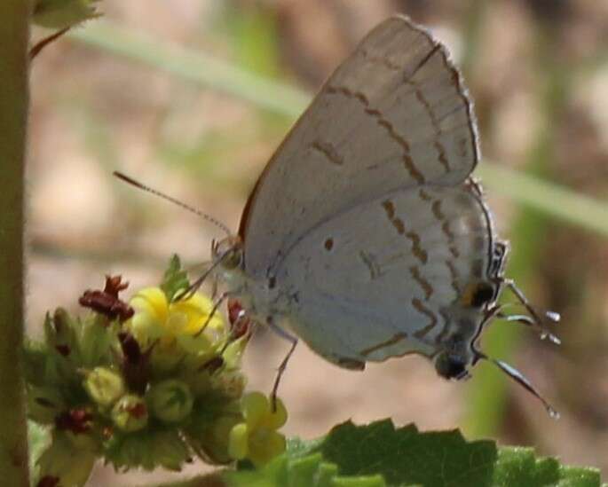 Imagem de Hypolycaena philippus philippus