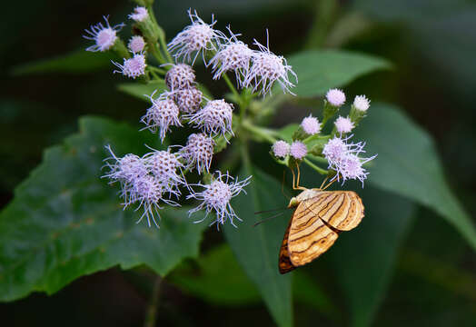 Imagem de Chersonesia peraka Distant 1884