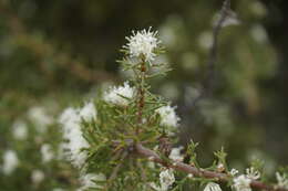 Image of Hakea varia R. Br.