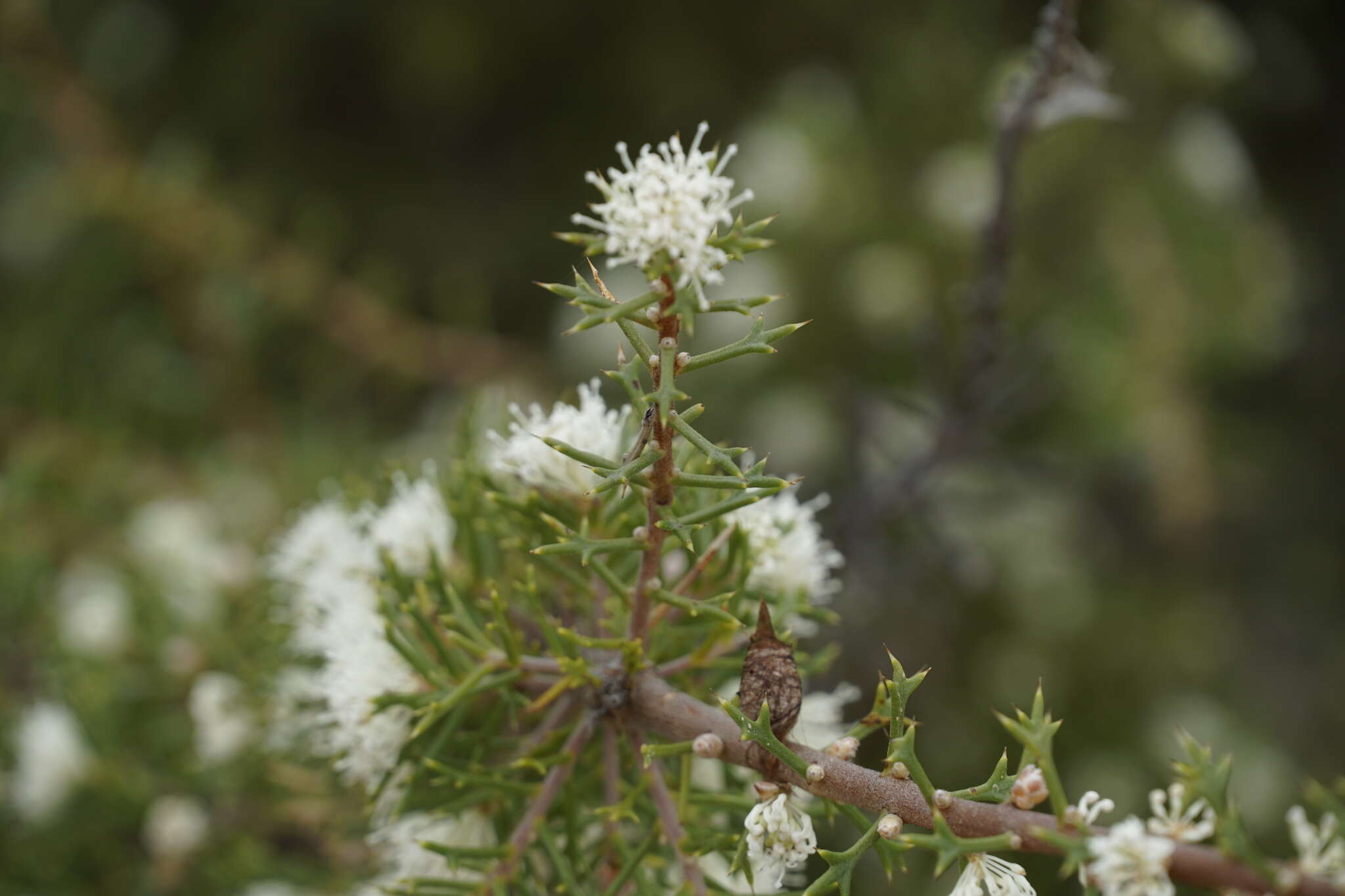 Image of Hakea varia R. Br.