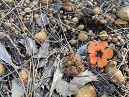 Image of Drosera hyperostigma N. Marchant & Lowrie