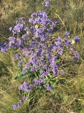 صورة Limonium tomentellum (Boiss.) O. Kuntze