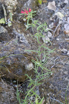 Plancia ëd Castilleja bryantii T. S Brandeg.