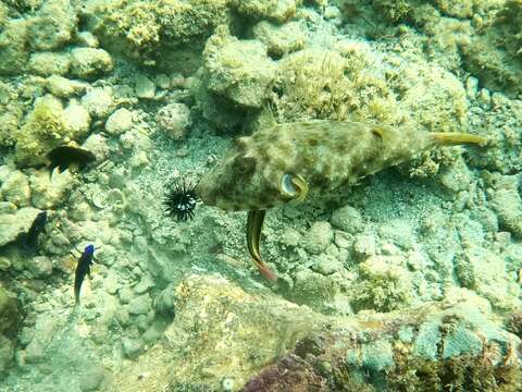 Image of Longnose Puffer