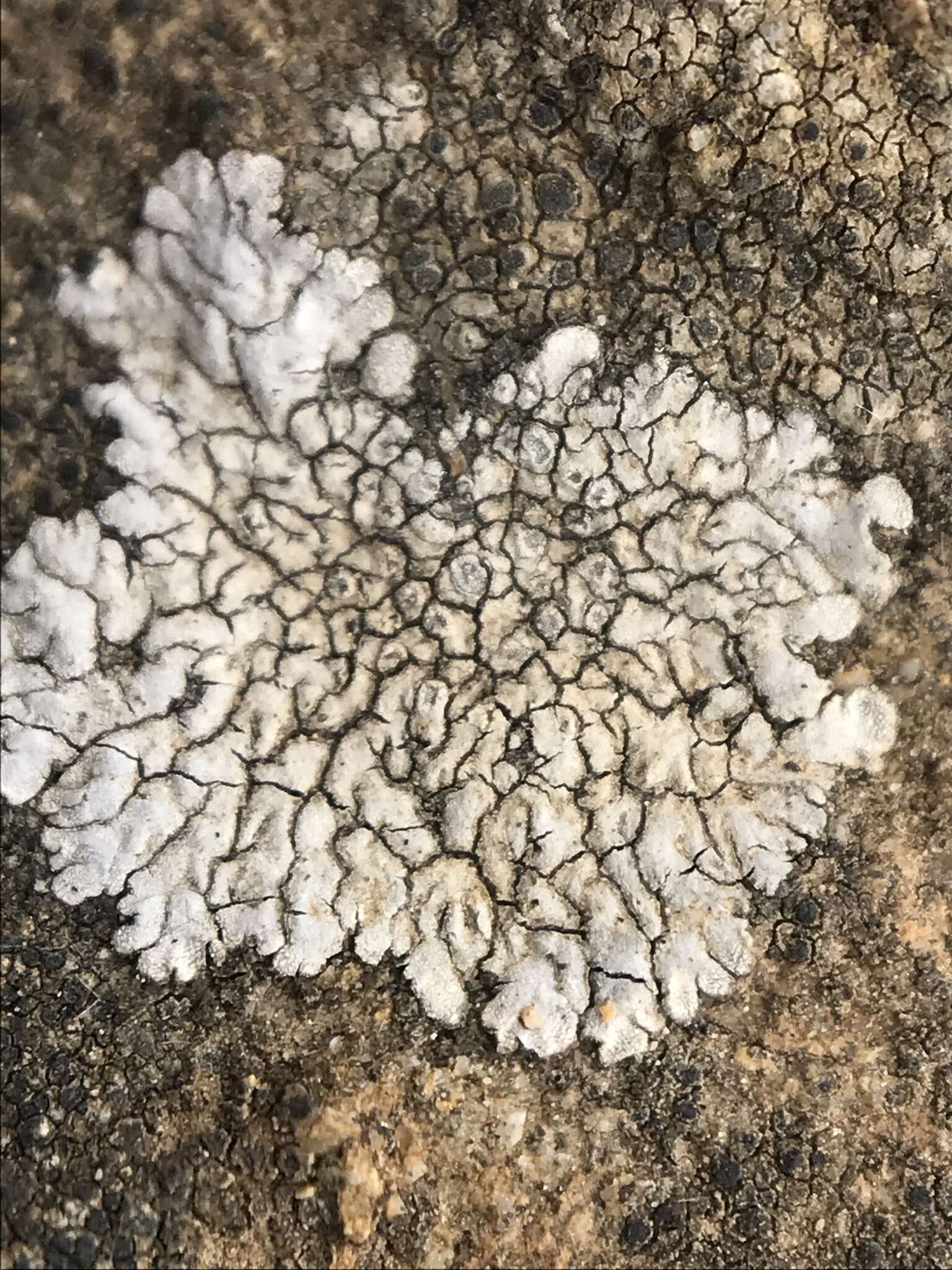 Image of mountain lichen