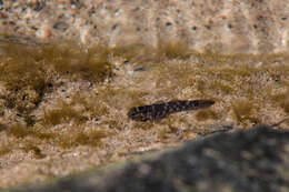 Image of <i>Bathygobius brasiliensis</i> Carvalho-Filho & De Araújo 2017