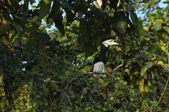 Image of Oriental Pied Hornbill