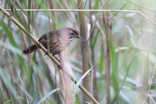 Image of Marsh Babbler