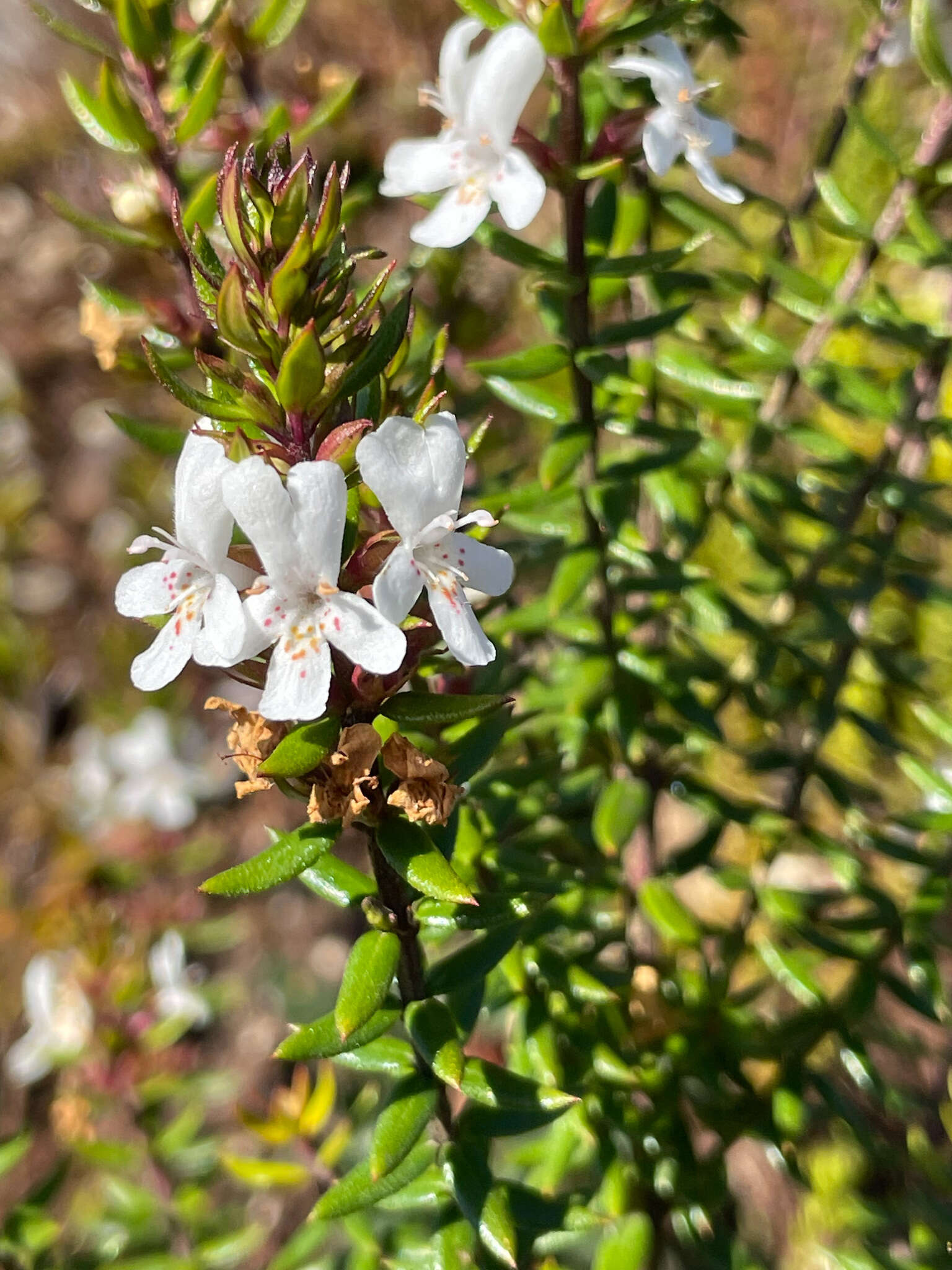 Image de Westringia rubiifolia R. Br.