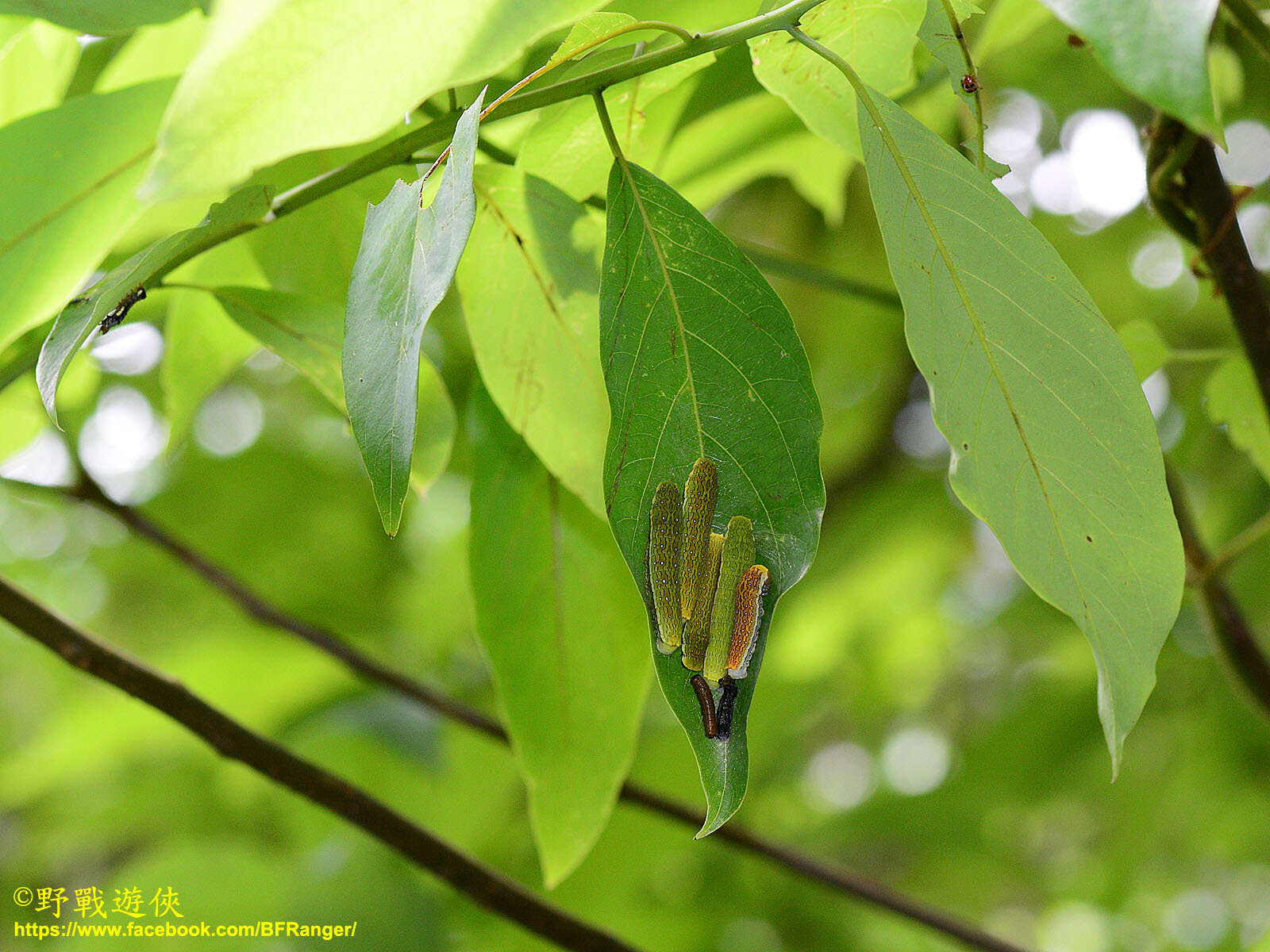 Image of <i>Papilio epycides melanoleucus</i>