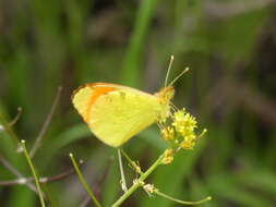 Image of Moroccan Orange Tip