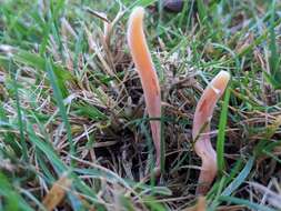 Image of Clavaria incarnata Weinm. 1836