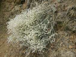 Image of snow buckwheat