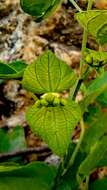 Plancia ëd Dalechampia cissifolia Poepp.