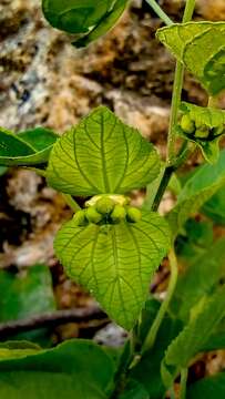 Dalechampia cissifolia Poepp.的圖片