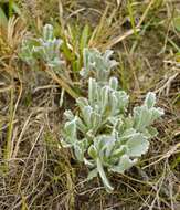 Image of Centella tridentata var. hermanniifolia