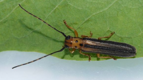 Image of dogwood twig borer