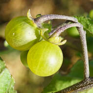 Image of Solanum nigrum subsp. nigrum