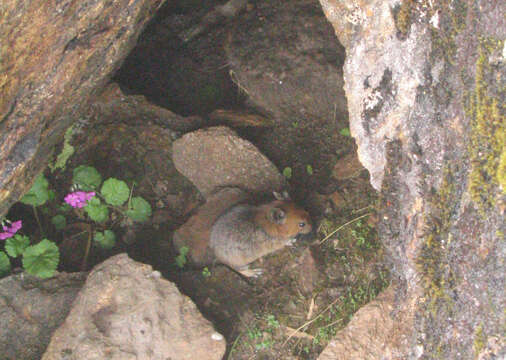 Image of Royle's Pika